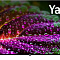 Купить oled телевизор bbk 65led-9220/uts2c в интернет-магазине X-core.by